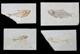 Lot: Green River Fossil Fish - Pieces #81293-1